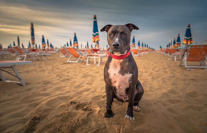 Meet Alfie, The Traveling Dog