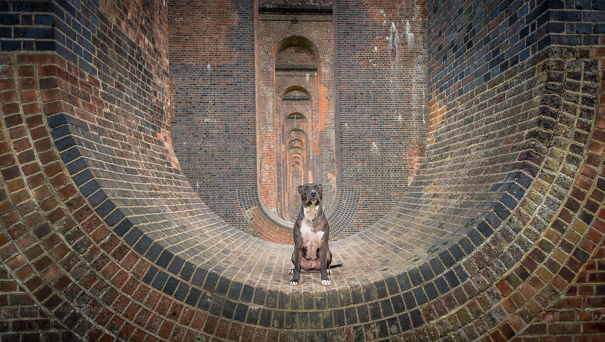 Meet Alfie, The Traveling Dog