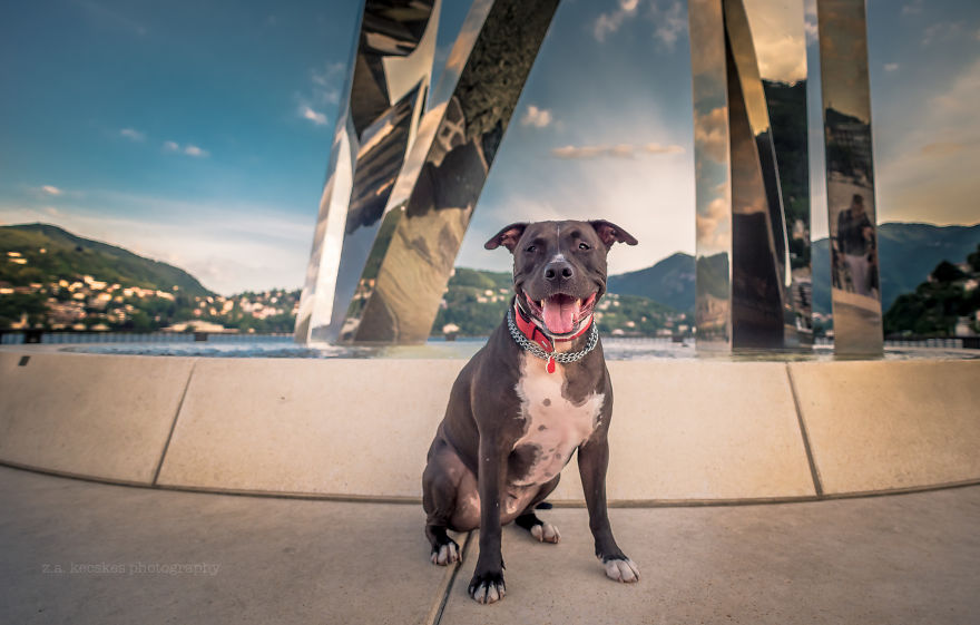 Meet Alfie, The Traveling Dog