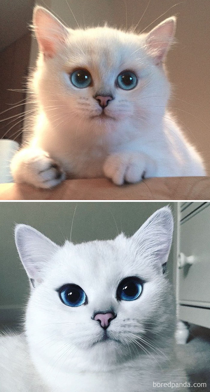 50 Before-And-After Photos Of Cats Growing Up 50 Before-And-After Photos Of Cats Growing Up