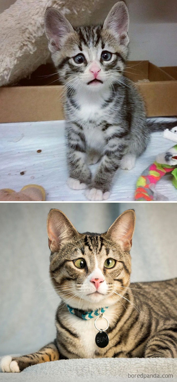 50 Before-And-After Photos Of Cats Growing Up 50 Before-And-After Photos Of Cats Growing Up