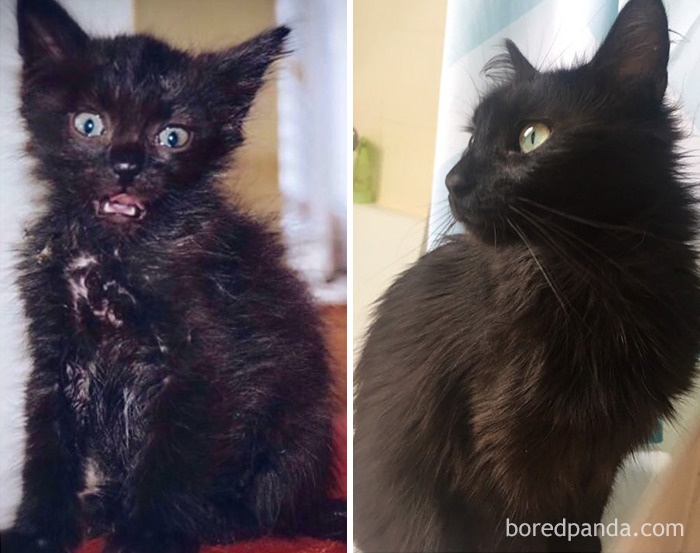 50 Before-And-After Photos Of Cats Growing Up 50 Before-And-After Photos Of Cats Growing Up