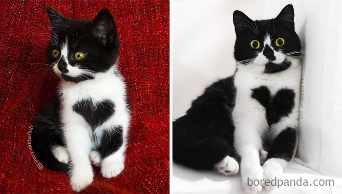 50 Before-And-After Photos Of Cats Growing Up 50 Before-And-After Photos Of Cats Growing Up