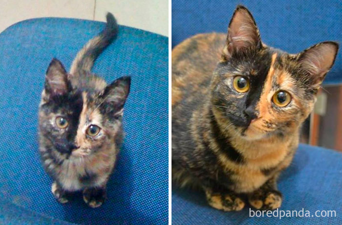 50 Before-And-After Photos Of Cats Growing Up 50 Before-And-After Photos Of Cats Growing Up