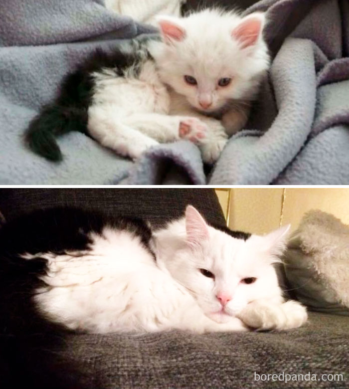 50 Before-And-After Photos Of Cats Growing Up 50 Before-And-After Photos Of Cats Growing Up