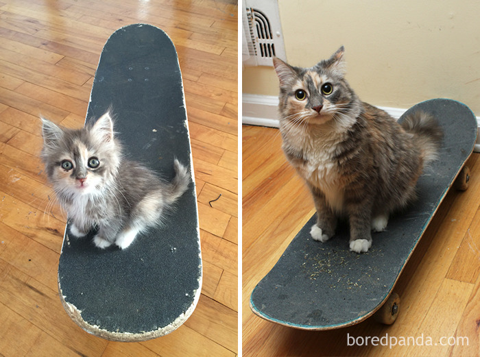 50 Before-And-After Photos Of Cats Growing Up 50 Before-And-After Photos Of Cats Growing Up