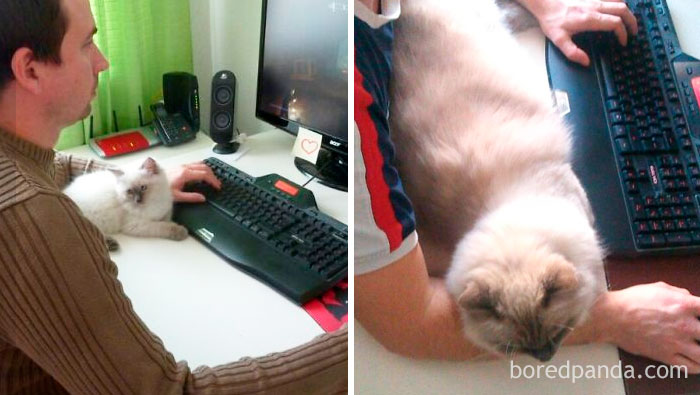 50 Before-And-After Photos Of Cats Growing Up 50 Before-And-After Photos Of Cats Growing Up