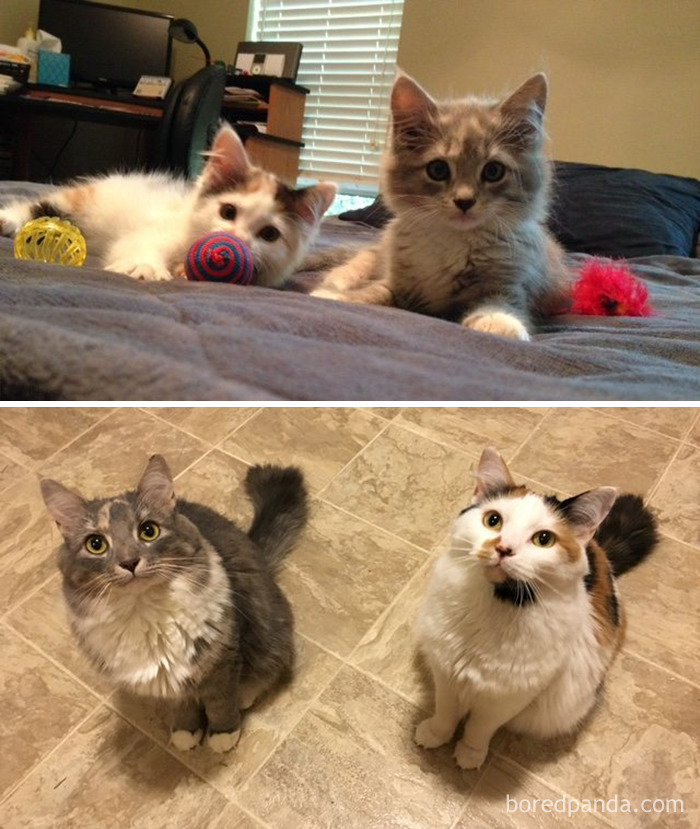 50 Before-And-After Photos Of Cats Growing Up 50 Before-And-After Photos Of Cats Growing Up