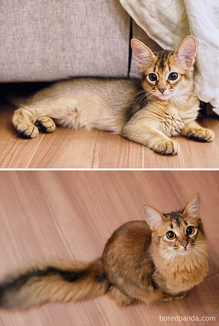 50 Before-And-After Photos Of Cats Growing Up 50 Before-And-After Photos Of Cats Growing Up