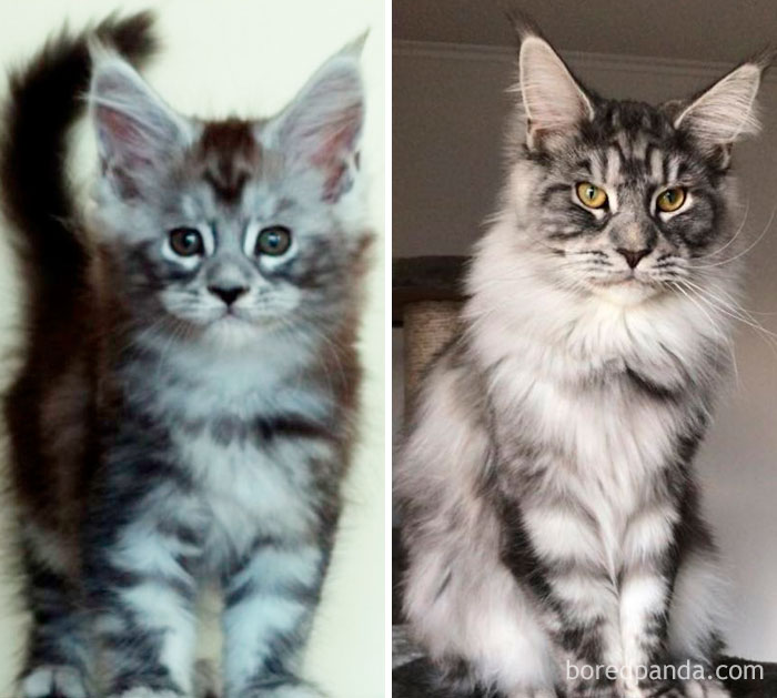 50 Before-And-After Photos Of Cats Growing Up 50 Before-And-After Photos Of Cats Growing Up