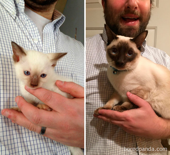 50 Before-And-After Photos Of Cats Growing Up 50 Before-And-After Photos Of Cats Growing Up