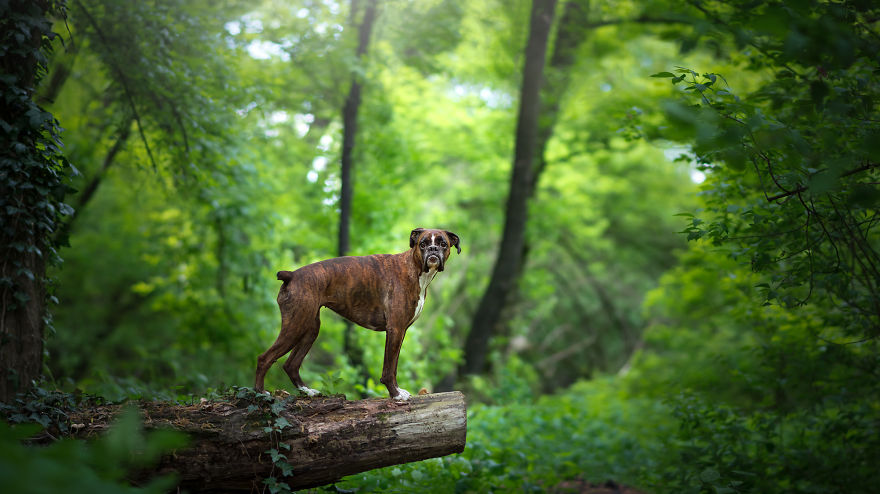 I’m Passionate About Dog Photography