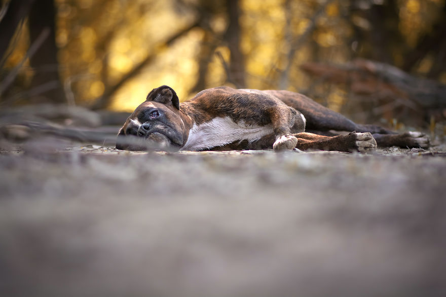 I’m Passionate About Dog Photography