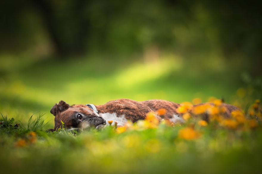 I’m Passionate About Dog Photography