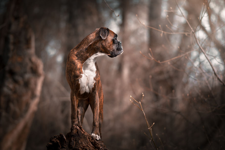 I’m Passionate About Dog Photography