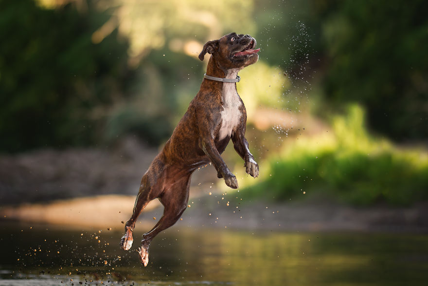 I’m Passionate About Dog Photography