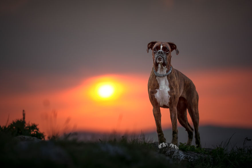 I’m Passionate About Dog Photography