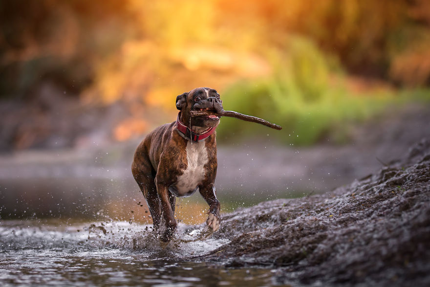 I’m Passionate About Dog Photography