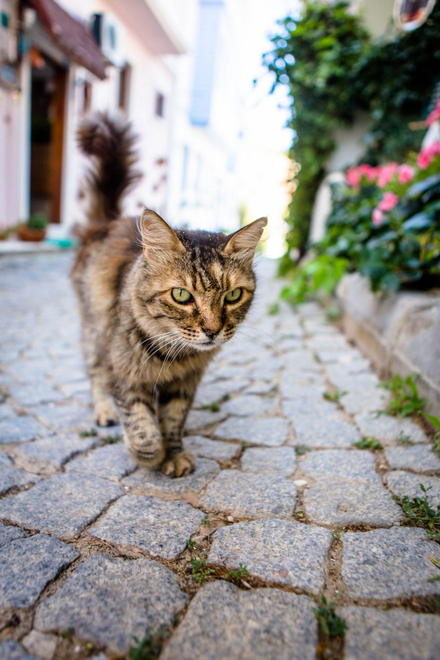 Istanbul Stray Cats With Purrrsonality