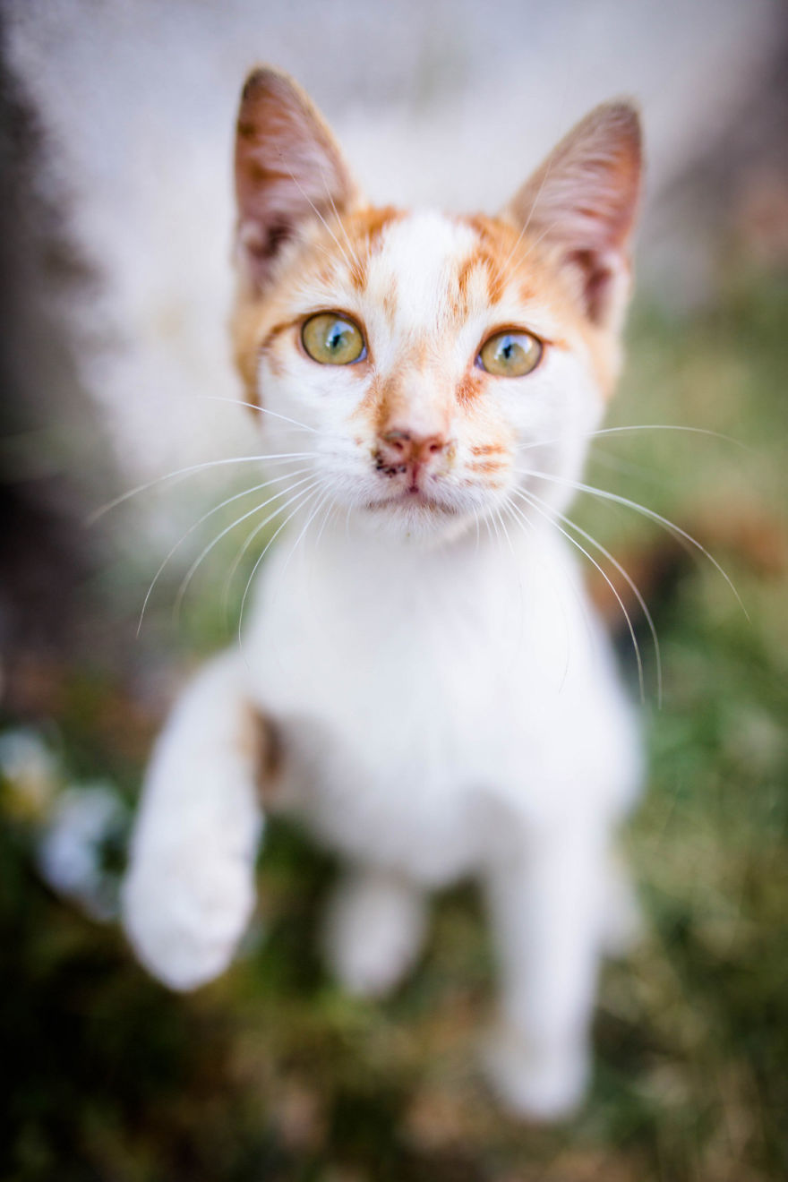 Istanbul Stray Cats With Purrrsonality