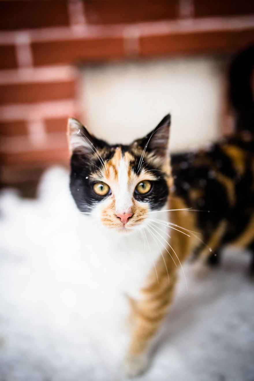 Istanbul Stray Cats With Purrrsonality