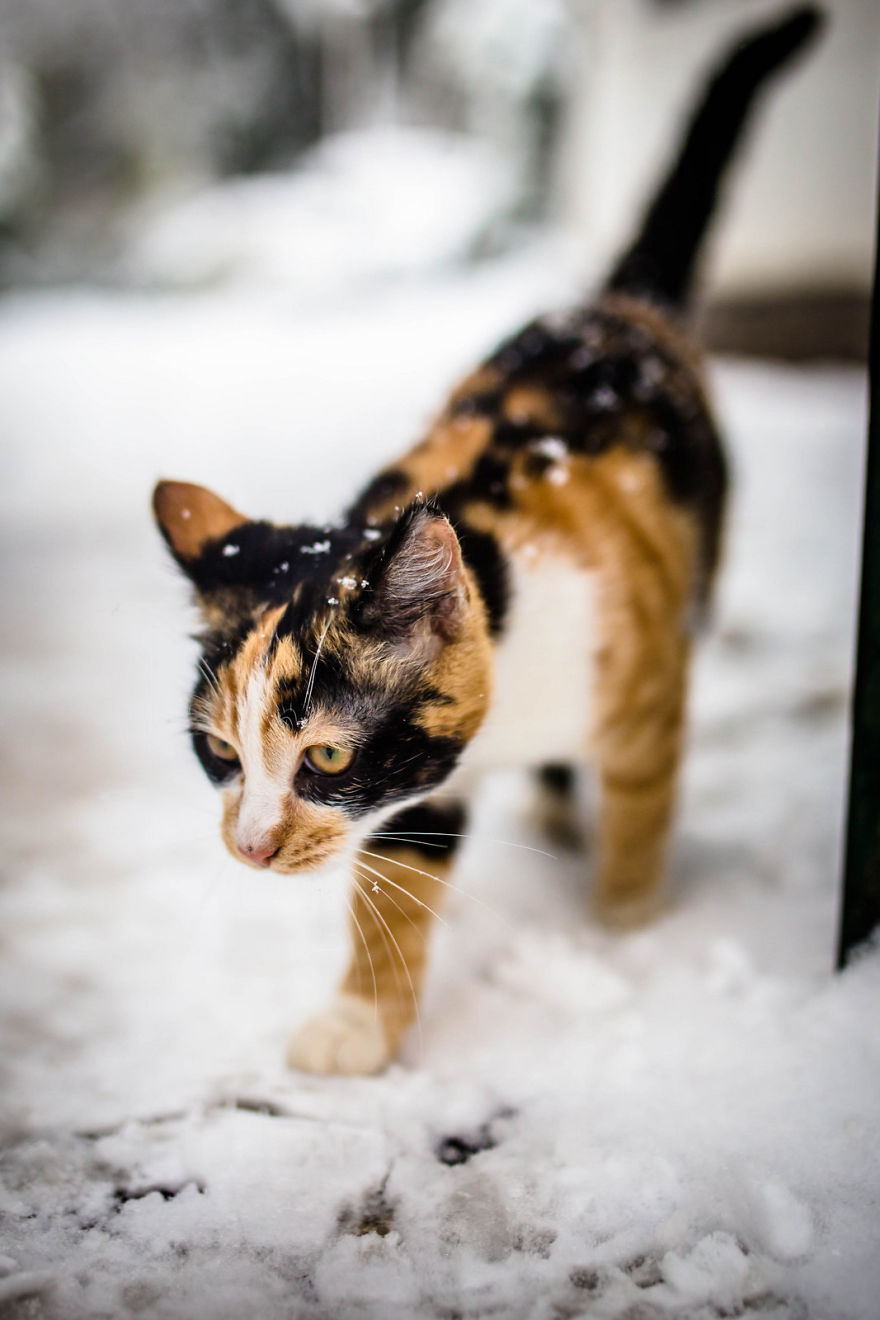 Istanbul Stray Cats With Purrrsonality