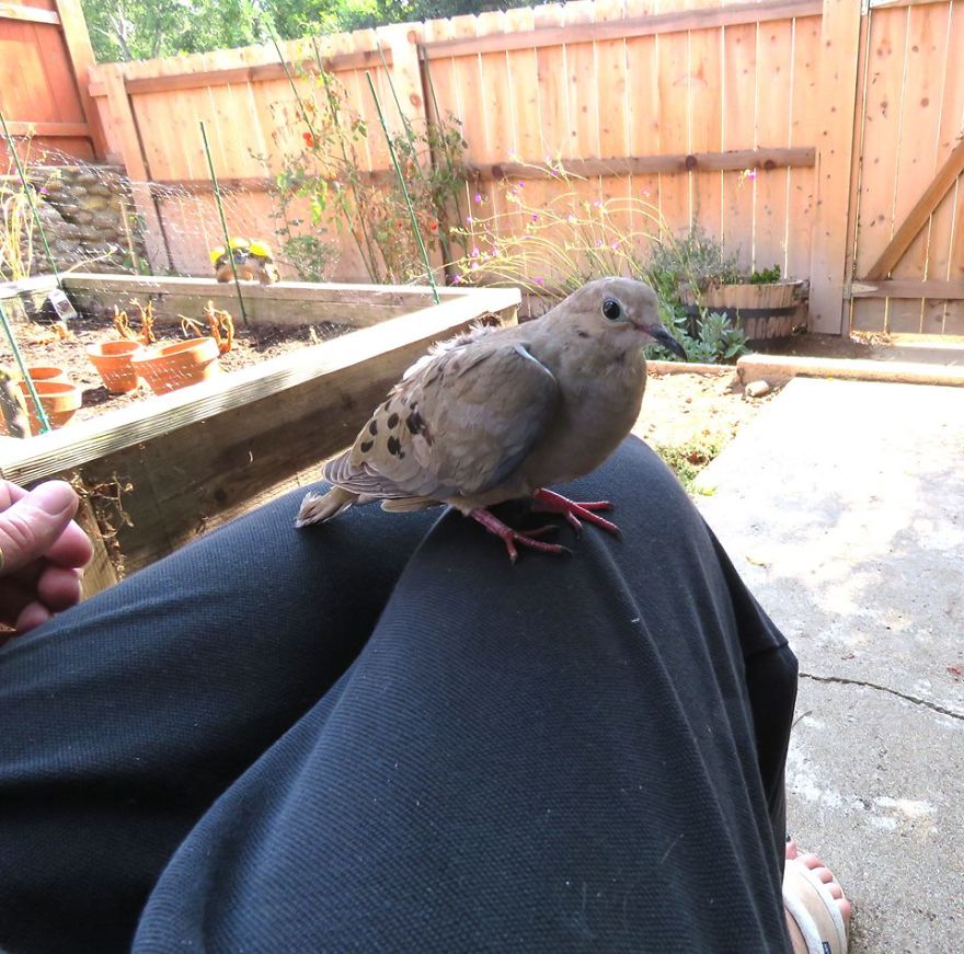 My Backyard Wildlife Is So Ordinary… Yet So Extraordinary! My Backyard Wildlife Is So Ordinary… Yet So Extraordinary!