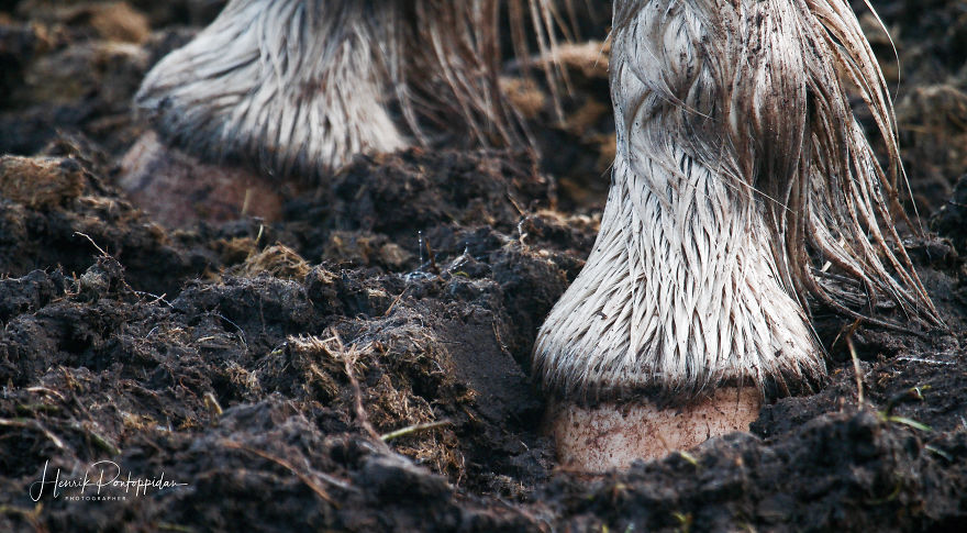 Icelandic Horses In The Mist Icelandic Horses In The Mist