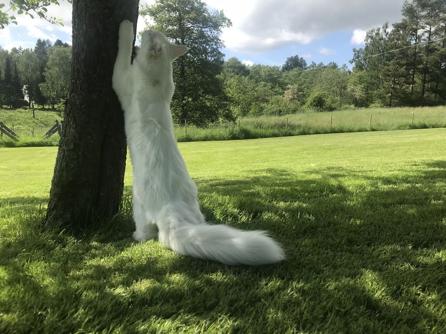 Cezar, The Most Travelled Cat In The World, With 14 Countries Under His Paws Cezar, The Most Travelled Cat In The World, With 14 Countries Under His Paws