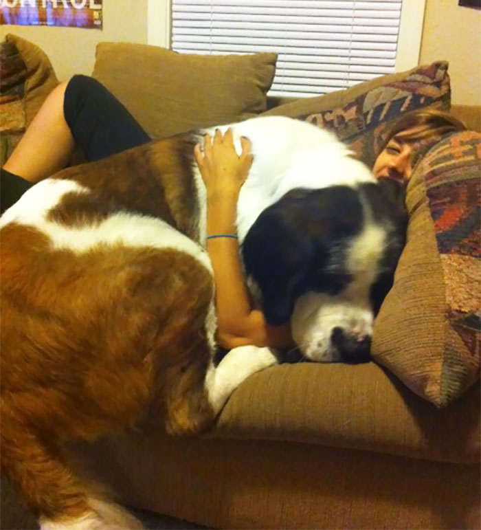 Post Pictures Of LARGE Dogs That Still Think They’re Lap Dogs Post Pictures Of LARGE Dogs That Still Think They’re Lap Dogs