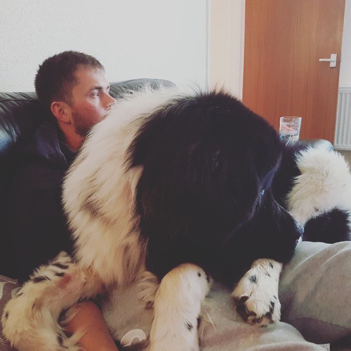 Post Pictures Of LARGE Dogs That Still Think They’re Lap Dogs Post Pictures Of LARGE Dogs That Still Think They’re Lap Dogs