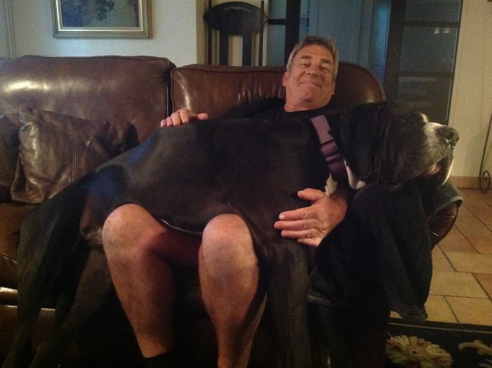 Post Pictures Of LARGE Dogs That Still Think They’re Lap Dogs Post Pictures Of LARGE Dogs That Still Think They’re Lap Dogs