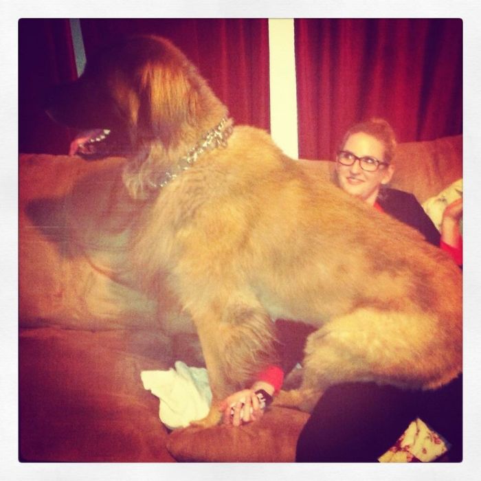 Post Pictures Of LARGE Dogs That Still Think They’re Lap Dogs Post Pictures Of LARGE Dogs That Still Think They’re Lap Dogs