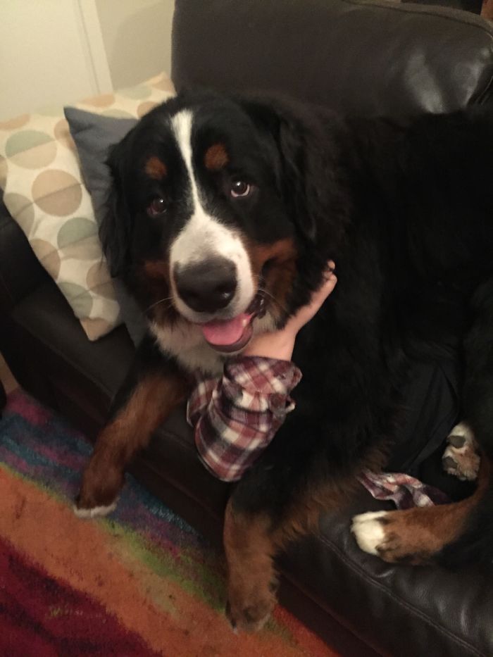 Post Pictures Of LARGE Dogs That Still Think They’re Lap Dogs Post Pictures Of LARGE Dogs That Still Think They’re Lap Dogs