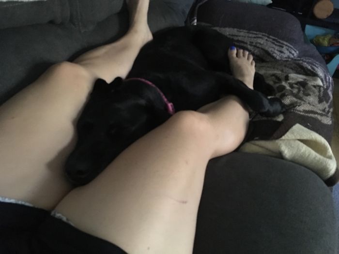 Post Pictures Of LARGE Dogs That Still Think They’re Lap Dogs Post Pictures Of LARGE Dogs That Still Think They’re Lap Dogs