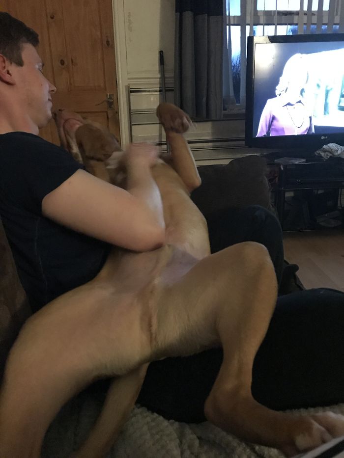 Post Pictures Of LARGE Dogs That Still Think They’re Lap Dogs Post Pictures Of LARGE Dogs That Still Think They’re Lap Dogs