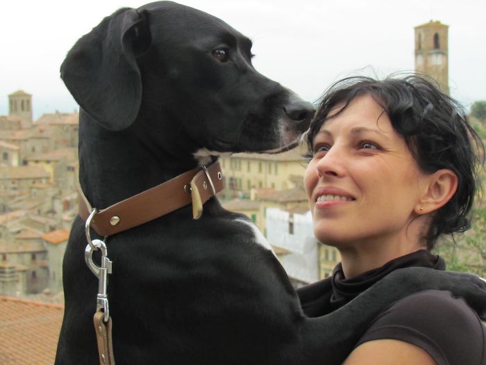 Post Pictures Of LARGE Dogs That Still Think They’re Lap Dogs Post Pictures Of LARGE Dogs That Still Think They’re Lap Dogs