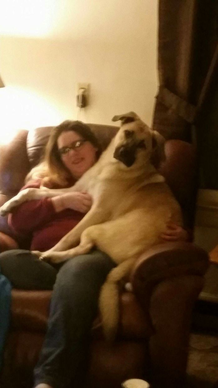 Post Pictures Of LARGE Dogs That Still Think They’re Lap Dogs Post Pictures Of LARGE Dogs That Still Think They’re Lap Dogs