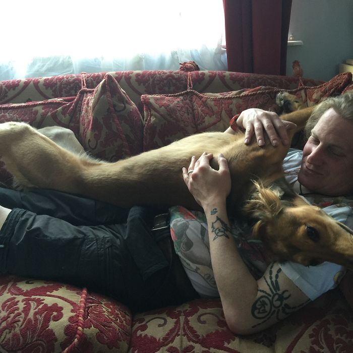 Post Pictures Of LARGE Dogs That Still Think They’re Lap Dogs Post Pictures Of LARGE Dogs That Still Think They’re Lap Dogs