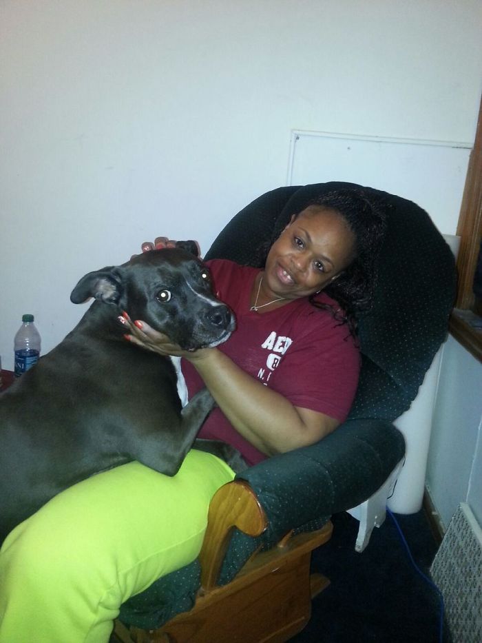 Post Pictures Of LARGE Dogs That Still Think They’re Lap Dogs Post Pictures Of LARGE Dogs That Still Think They’re Lap Dogs