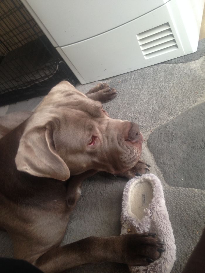 Post Pictures Of LARGE Dogs That Still Think They’re Lap Dogs Post Pictures Of LARGE Dogs That Still Think They’re Lap Dogs