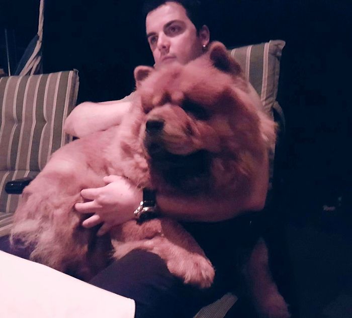 Post Pictures Of LARGE Dogs That Still Think They’re Lap Dogs Post Pictures Of LARGE Dogs That Still Think They’re Lap Dogs