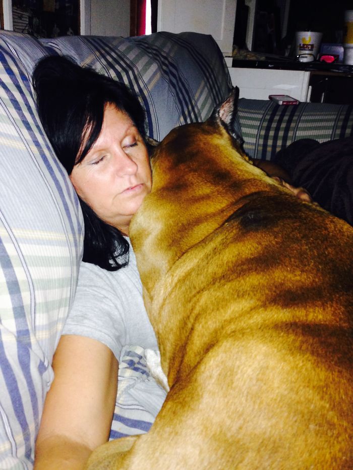 Post Pictures Of LARGE Dogs That Still Think They’re Lap Dogs Post Pictures Of LARGE Dogs That Still Think They’re Lap Dogs