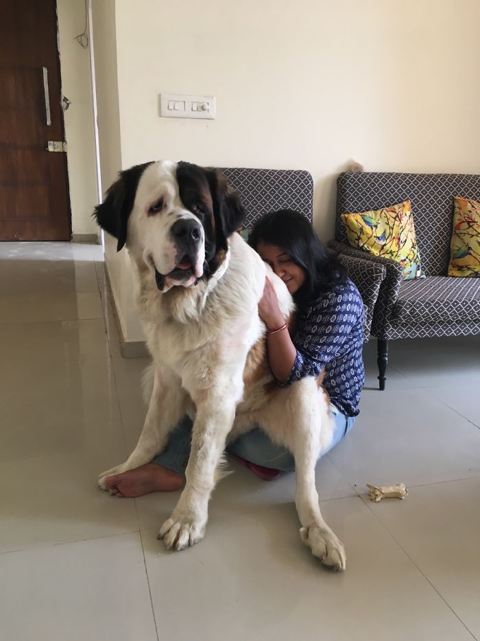 Post Pictures Of LARGE Dogs That Still Think They’re Lap Dogs Post Pictures Of LARGE Dogs That Still Think They’re Lap Dogs