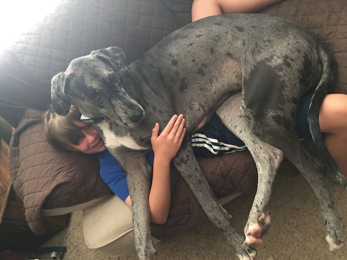 Post Pictures Of LARGE Dogs That Still Think They’re Lap Dogs Post Pictures Of LARGE Dogs That Still Think They’re Lap Dogs