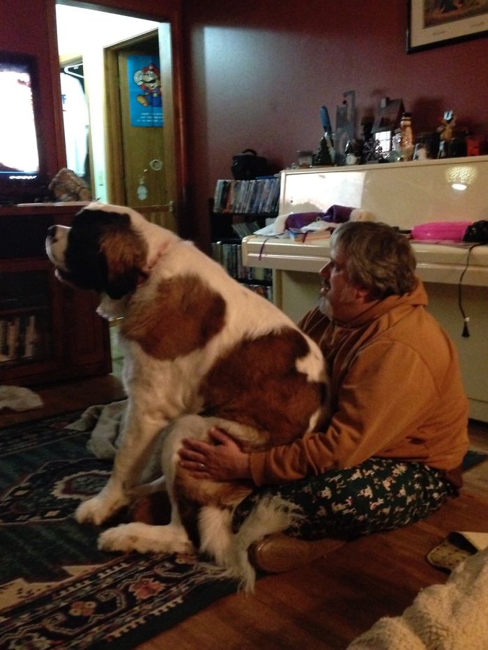 Post Pictures Of LARGE Dogs That Still Think They’re Lap Dogs Post Pictures Of LARGE Dogs That Still Think They’re Lap Dogs