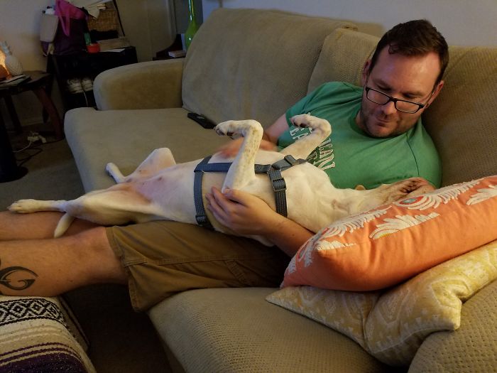 Post Pictures Of LARGE Dogs That Still Think They’re Lap Dogs Post Pictures Of LARGE Dogs That Still Think They’re Lap Dogs