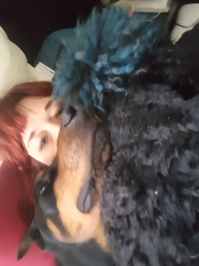 Post Pictures Of LARGE Dogs That Still Think They’re Lap Dogs Post Pictures Of LARGE Dogs That Still Think They’re Lap Dogs