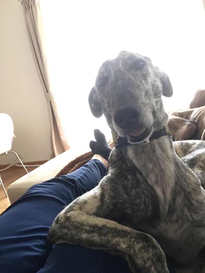 Post Pictures Of LARGE Dogs That Still Think They’re Lap Dogs Post Pictures Of LARGE Dogs That Still Think They’re Lap Dogs