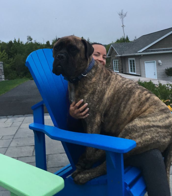 Post Pictures Of LARGE Dogs That Still Think They’re Lap Dogs Post Pictures Of LARGE Dogs That Still Think They’re Lap Dogs